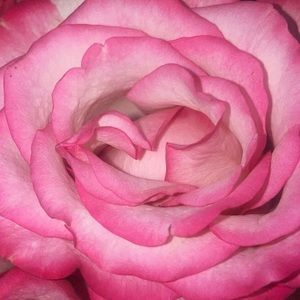 Meet your Posher, Sienna